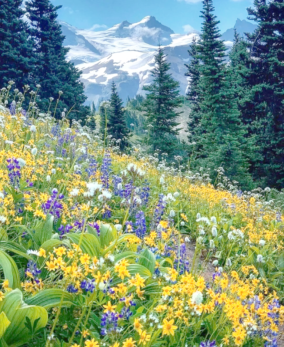 绝地求生标准版与普通版区别解析-绝地求生标准版和普通版哪个更值得购买